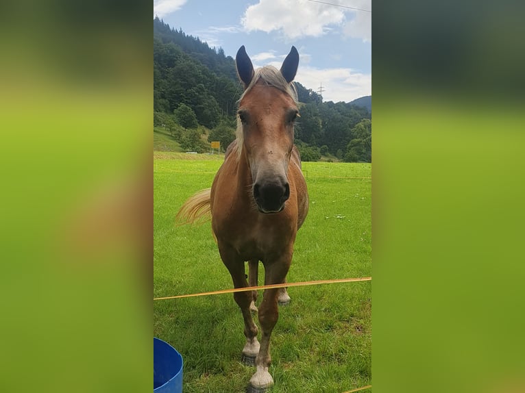 Noriker Stute 3 Jahre 153 cm Fuchs in Zell im Wiesental