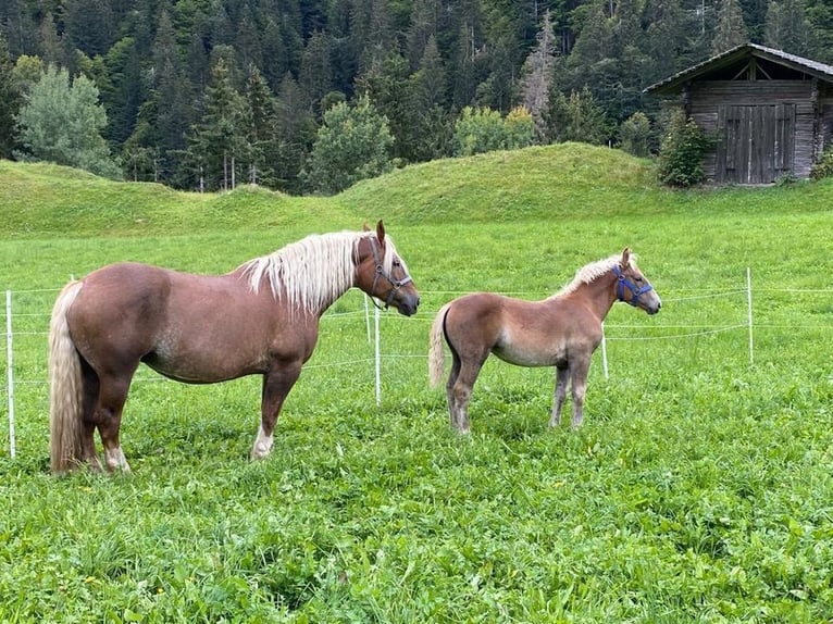 Noriker Stute 3 Jahre 153 cm Fuchs in Zell im Wiesental