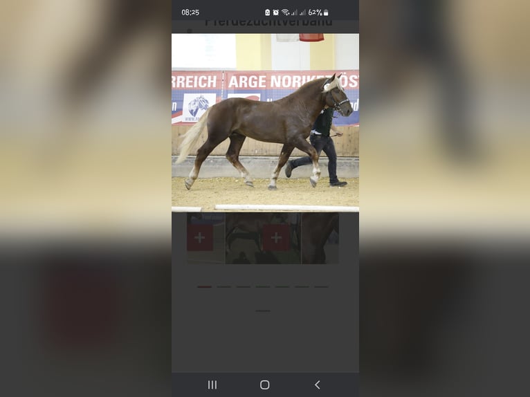 Noriker Stute 3 Jahre 153 cm Fuchs in Zell im Wiesental