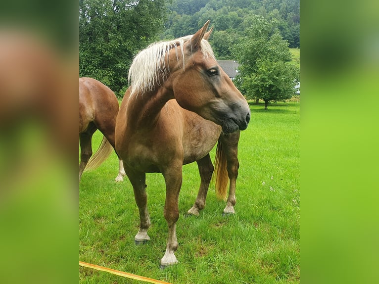 Noriker Stute 3 Jahre 153 cm Fuchs in Zell im Wiesental