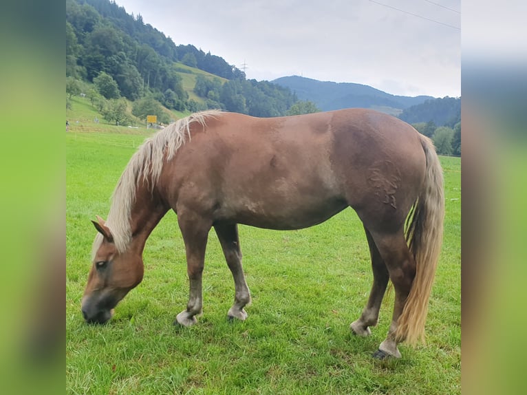 Noriker Stute 3 Jahre 153 cm Fuchs in Zell im Wiesental