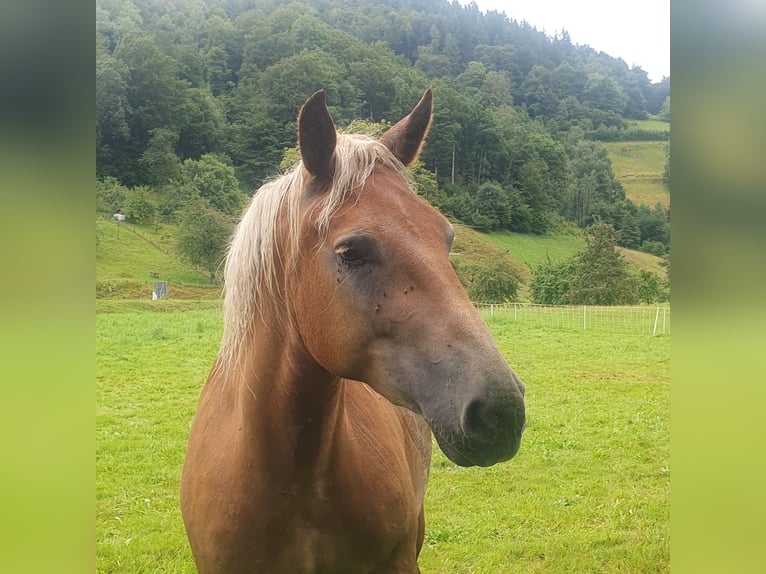 Noriker Stute 3 Jahre 153 cm Fuchs in Zell im Wiesental