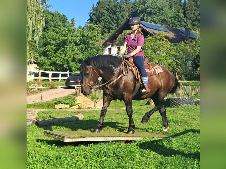 Noriker Stute 3 Jahre 154 cm Rappe in Bayerbach