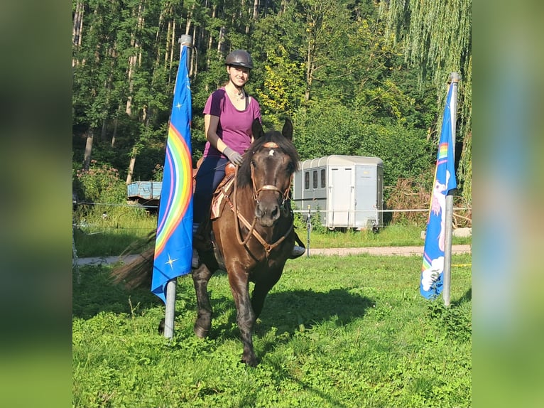 Noriker Stute 3 Jahre 154 cm Rappe in Bayerbach