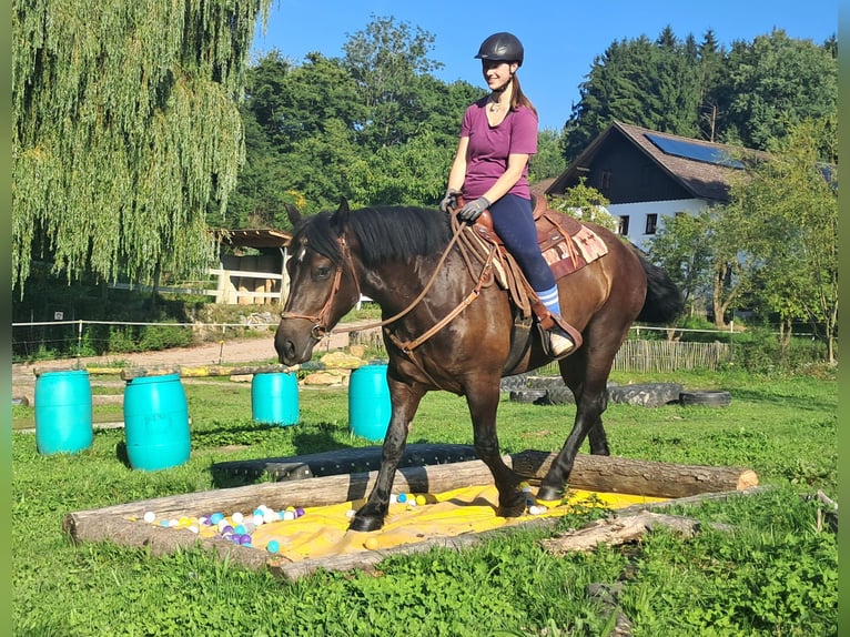 Noriker Stute 3 Jahre 154 cm Rappe in Bayerbach