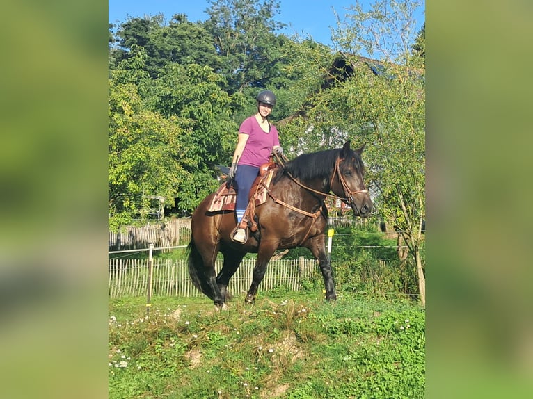 Noriker Stute 3 Jahre 154 cm Rappe in Bayerbach