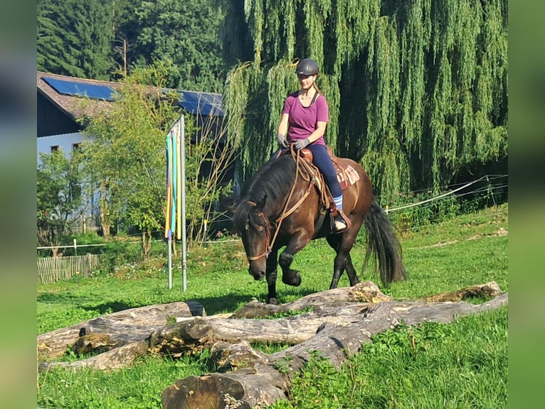 Noriker Stute 3 Jahre 154 cm Rappe in Bayerbach