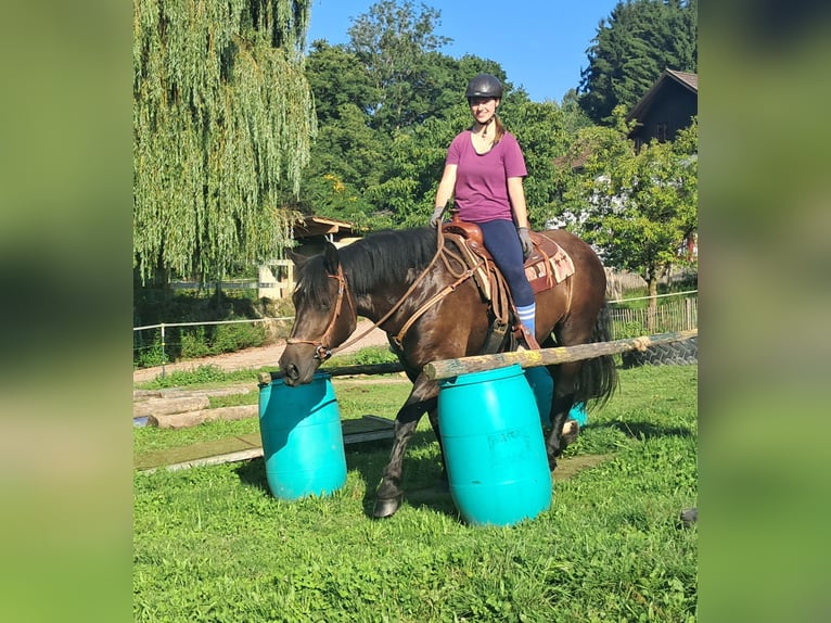 Noriker Stute 3 Jahre 154 cm Rappe in Bayerbach