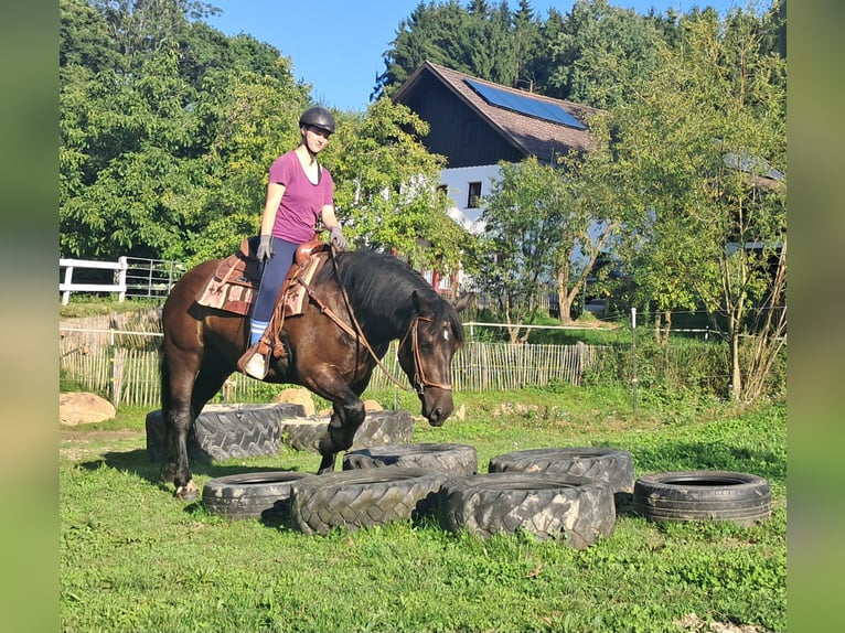 Noriker Stute 3 Jahre 154 cm Rappe in Bayerbach