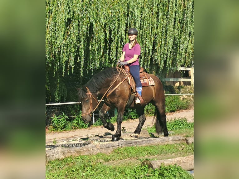 Noriker Stute 3 Jahre 154 cm Rappe in Bayerbach