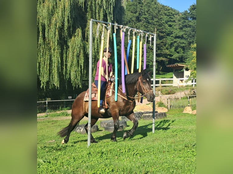Noriker Stute 3 Jahre 154 cm Rappe in Bayerbach