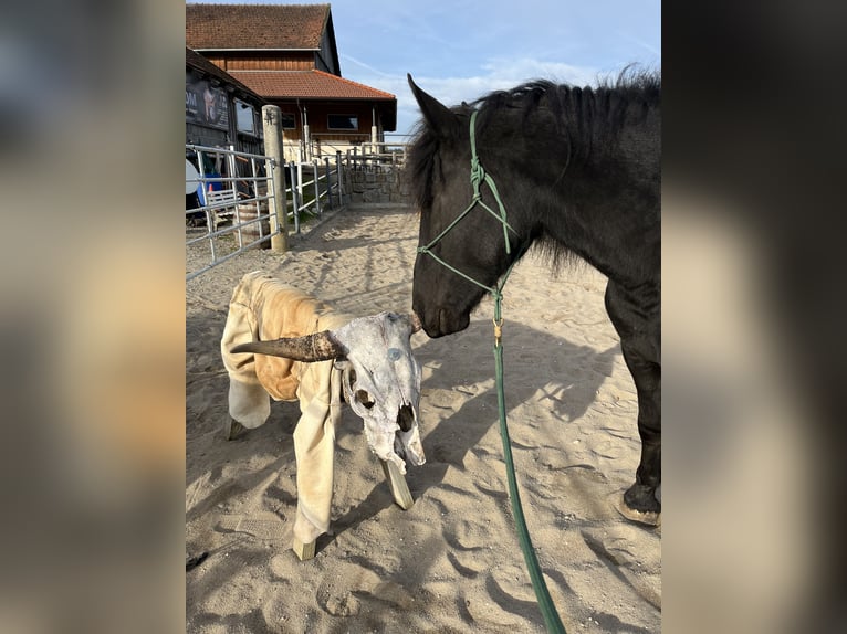 Noriker Stute 3 Jahre 155 cm Rappe in Gaspoltshofen