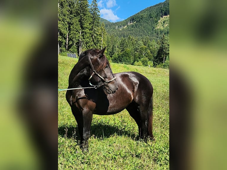 Noriker Stute 3 Jahre 156 cm Rappe in Labientschach