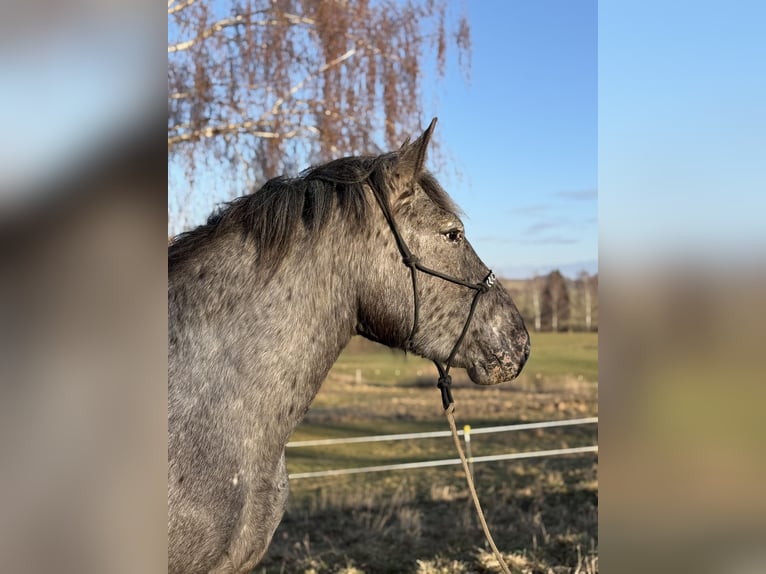 Noriker Stute 3 Jahre 157 cm Tigerschecke in Achstetten