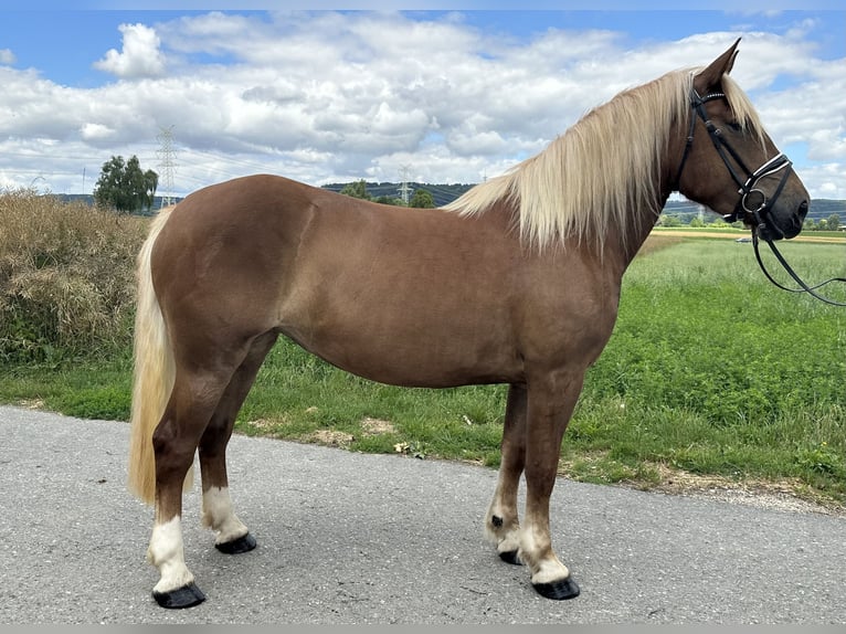 Noriker Stute 3 Jahre 158 cm Fuchs in Riedlingen