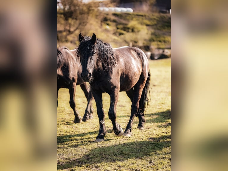 Noriker Stute 3 Jahre 158 cm Rappe in Kraiburg am Inn
