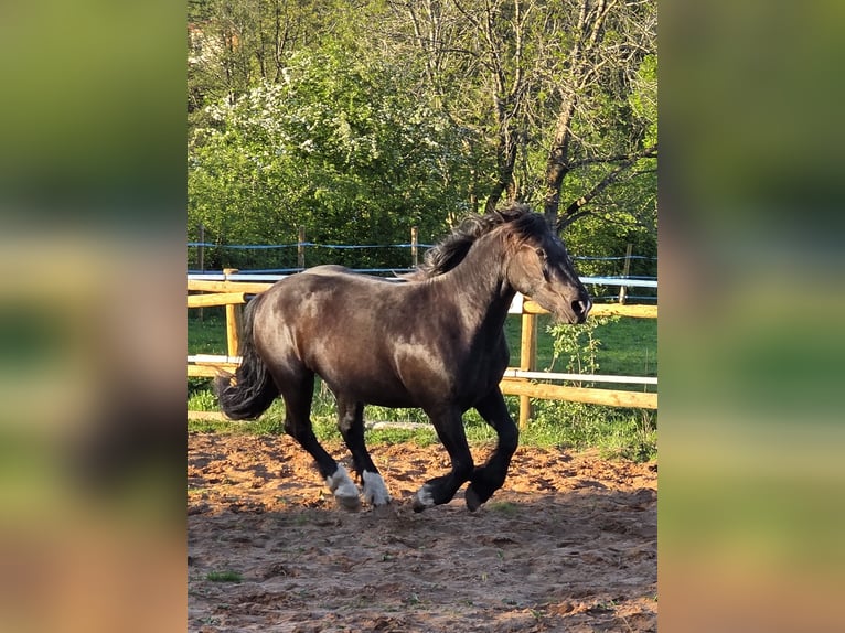 Noriker Stute 3 Jahre 160 cm Rappe in Weiskirchen