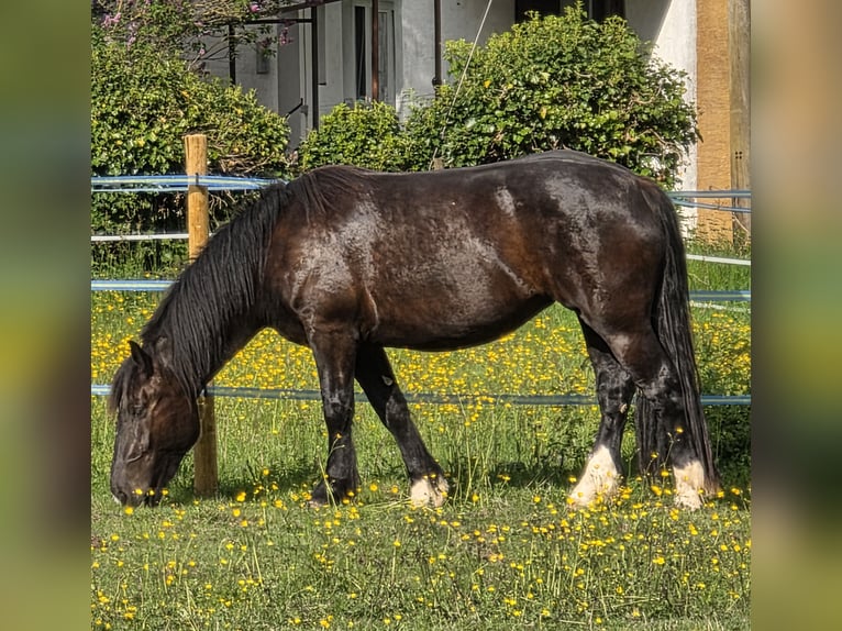 Noriker Stute 3 Jahre 160 cm Rappe in Weiskirchen