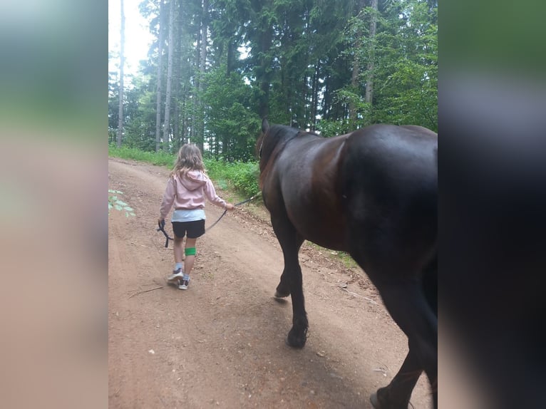 Noriker Stute 3 Jahre 160 cm Rappe in St Veit an der Glan