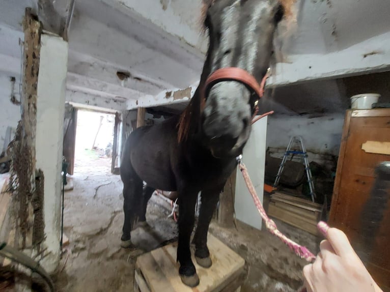 Noriker Stute 3 Jahre 160 cm Rappe in St Veit an der Glan