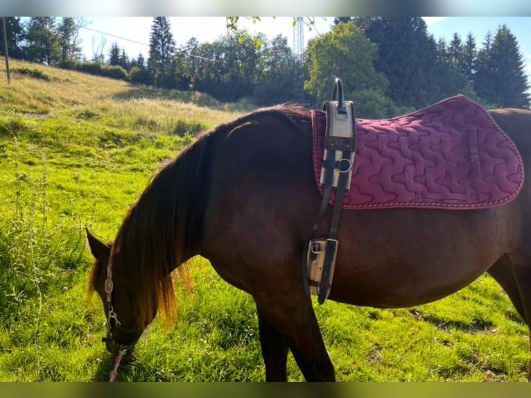 Noriker Stute 3 Jahre 160 cm Rappe in St Veit an der Glan