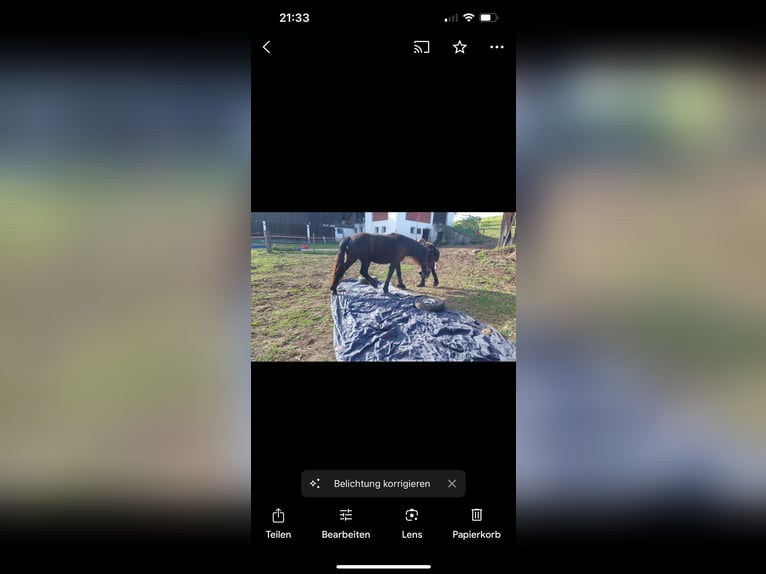 Noriker Stute 3 Jahre 160 cm Rappe in St Veit an der Glan