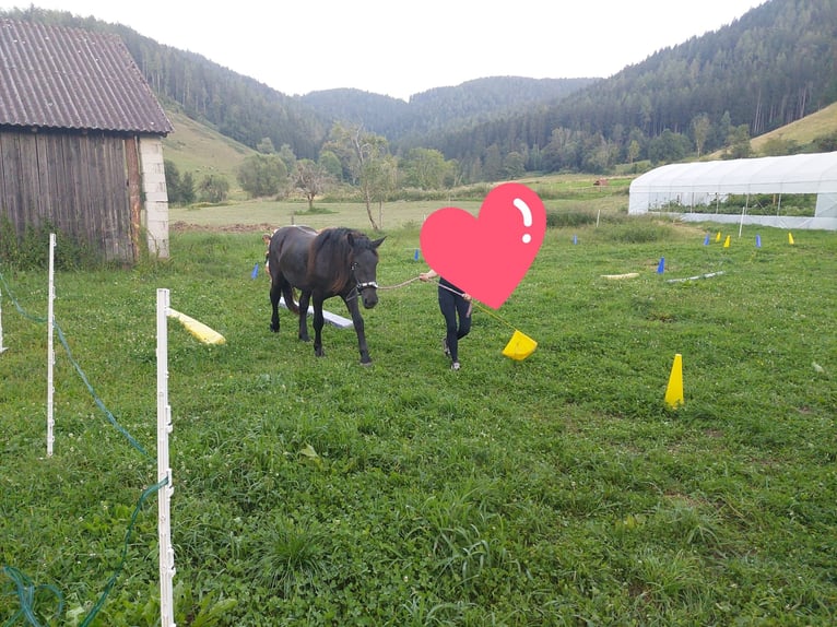 Noriker Stute 3 Jahre 160 cm Rappe in St Veit an der Glan