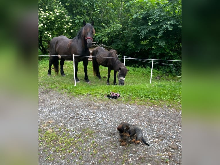 Noriker Stute 3 Jahre 160 cm Rappe in St Veit an der Glan
