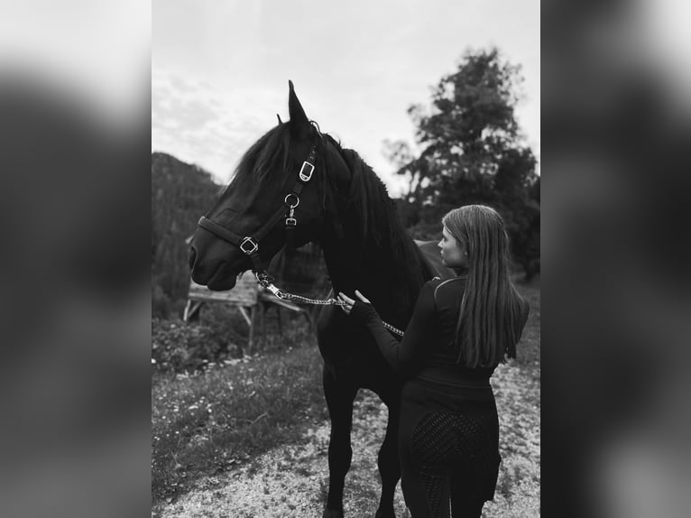 Noriker Stute 3 Jahre 160 cm Rappe in St Veit an der Glan