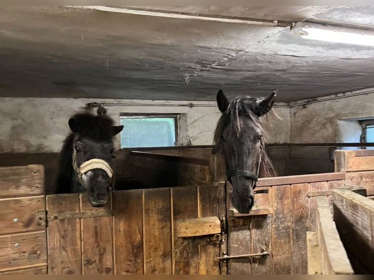 Noriker Stute 3 Jahre 160 cm Rappe in St Veit an der Glan