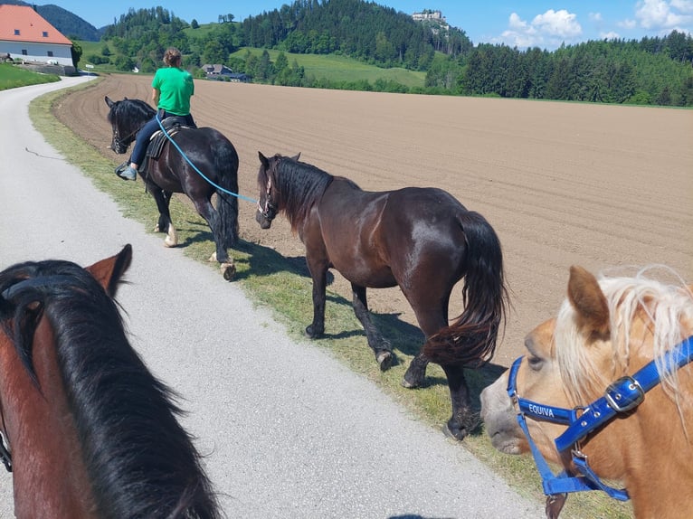 Noriker Stute 3 Jahre 160 cm Rappe in St Veit an der Glan