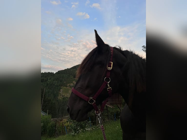 Noriker Stute 3 Jahre 160 cm Rappe in St Veit an der Glan