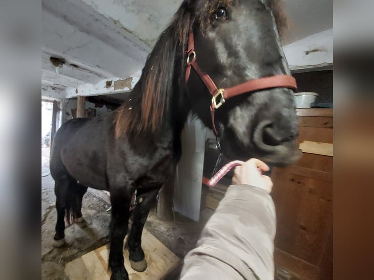 Noriker Stute 3 Jahre 160 cm Rappe in St Veit an der Glan