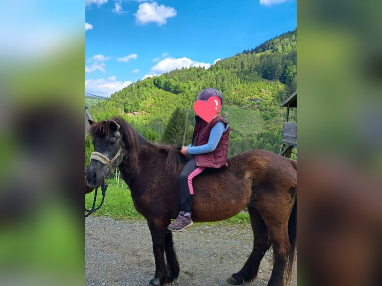 Noriker Stute 3 Jahre 160 cm Rappe in St Veit an der Glan