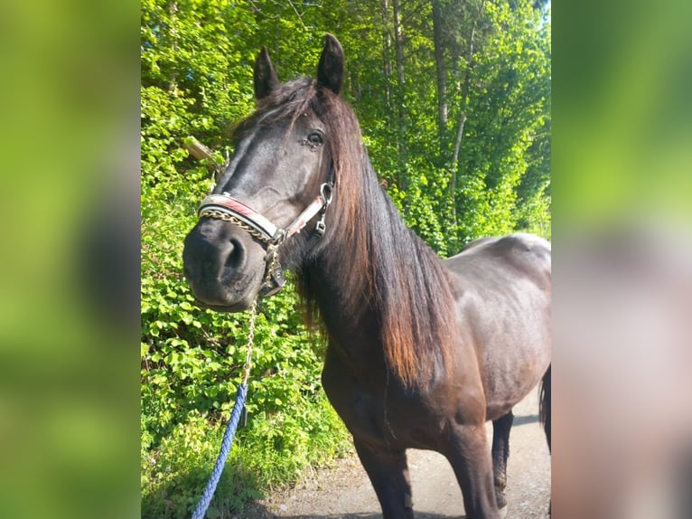 Noriker Stute 3 Jahre 160 cm Rappe in St Veit an der Glan