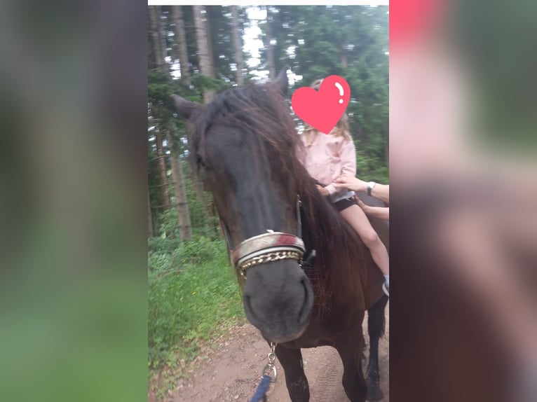 Noriker Stute 3 Jahre 160 cm Rappe in St Veit an der Glan