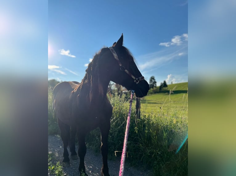 Noriker Stute 3 Jahre 160 cm Rappe in St Veit an der Glan