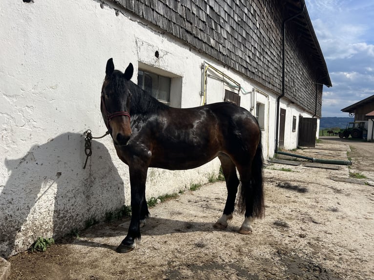 Noriker Stute 3 Jahre 161 cm Brauner in Seekirchen am Wallersee