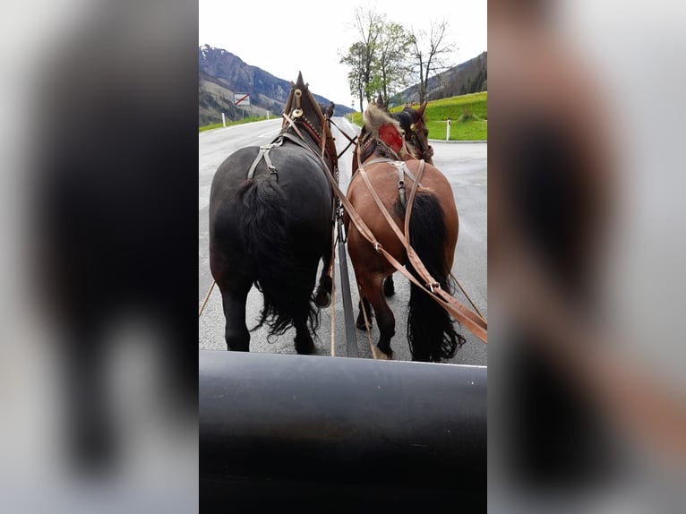 Noriker Stute 3 Jahre 162 cm in Obertilliach