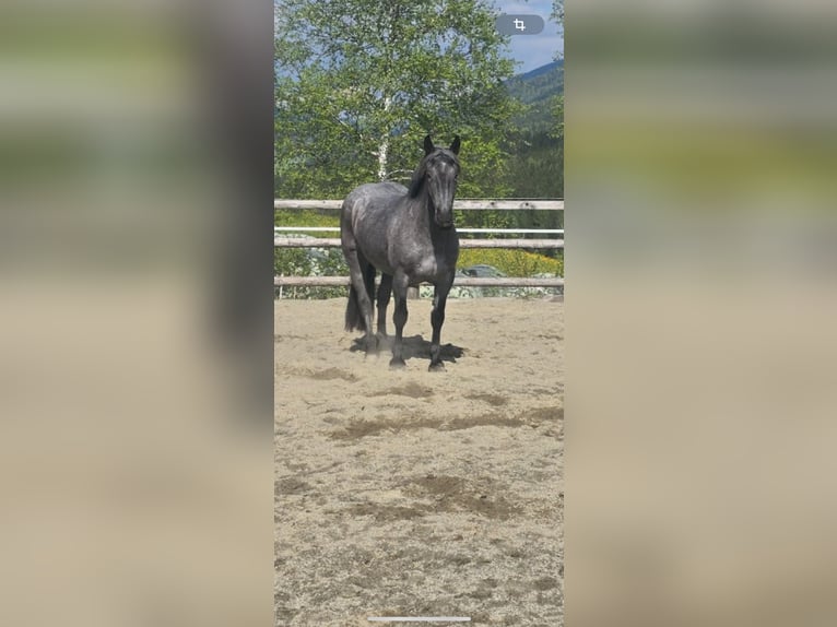 Noriker Stute 3 Jahre 162 cm in Tamsweg