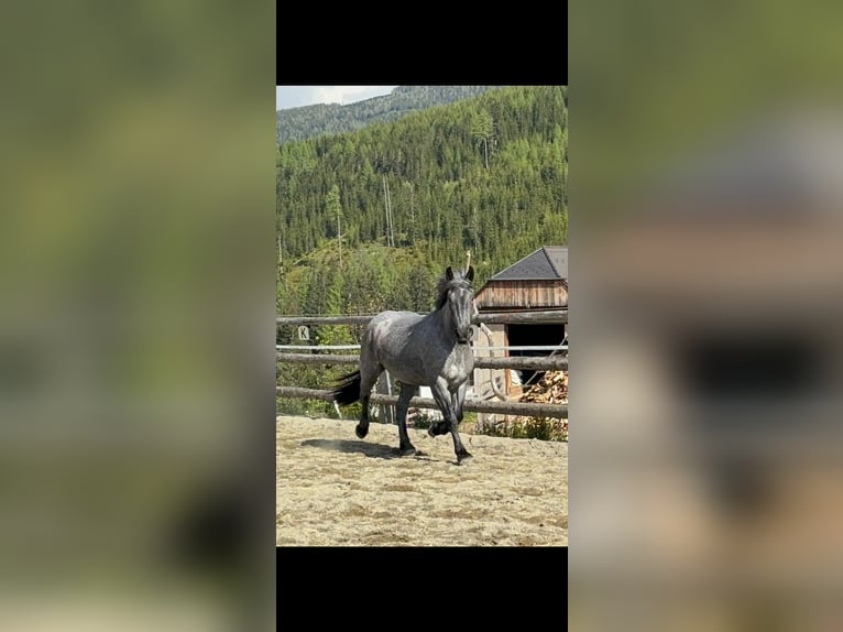Noriker Stute 3 Jahre 162 cm in Tamsweg