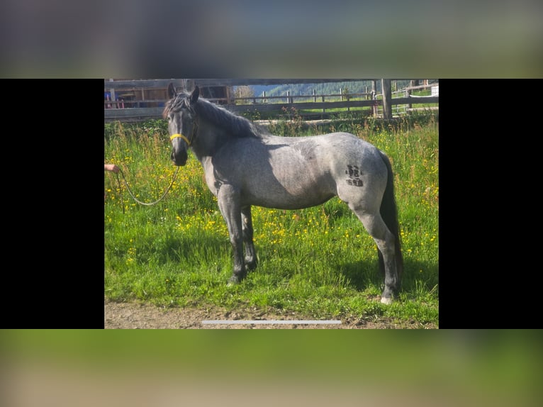 Noriker Stute 3 Jahre 162 cm in Tamsweg