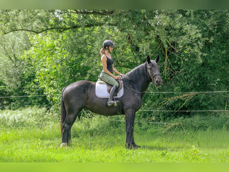 Noriker Stute 3 Jahre 163 cm Rappe in Kraiburg am Inn