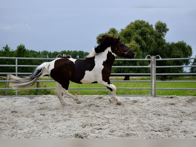 Noriker Stute 3 Jahre 165 cm Schecke in Großräschen