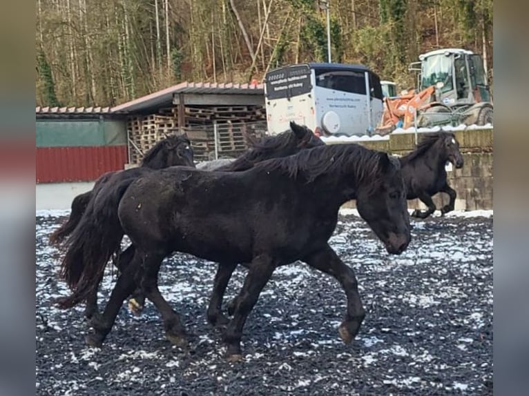 Noriker Stute 3 Jahre 167 cm Rappe in Niederzier