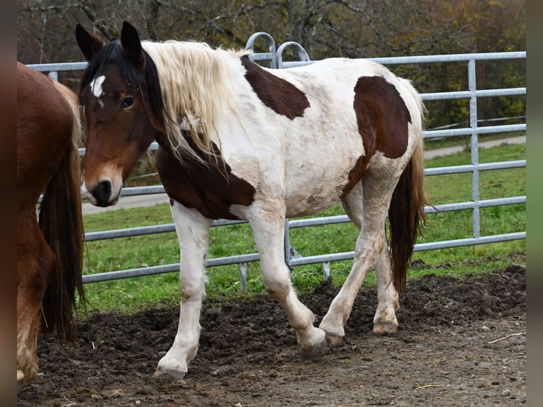 Noriker Stute 3 Jahre in Klettgau