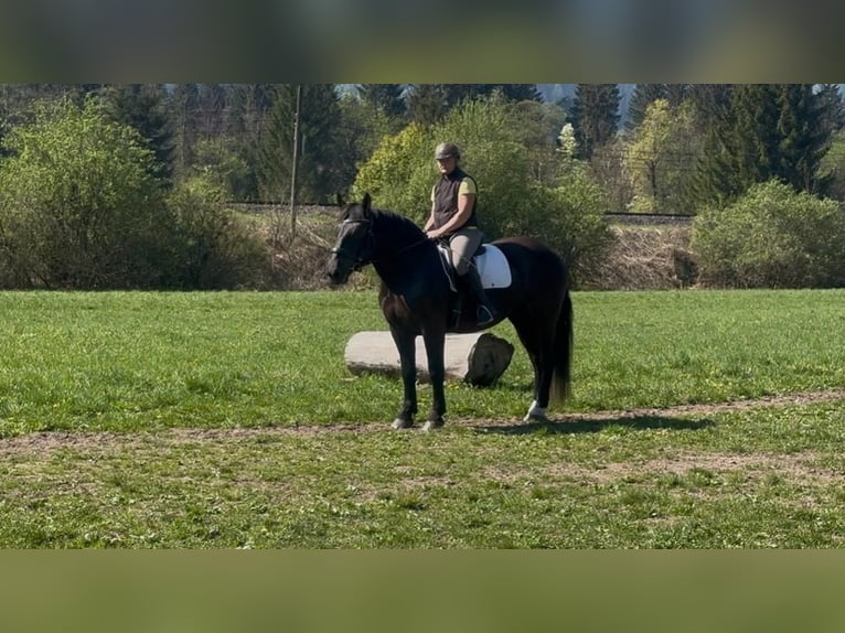 Noriker Stute 3 Jahre Rappe in St. Daniel