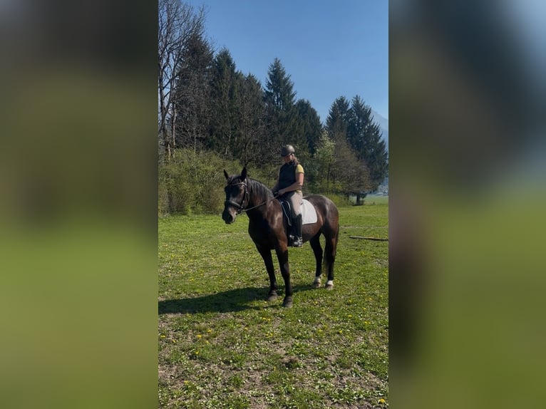 Noriker Stute 3 Jahre Rappe in St. Daniel