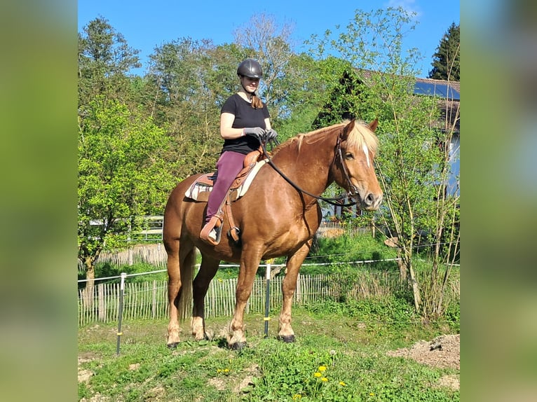 Noriker Stute 4 Jahre 155 cm Fuchs in Bayerbach