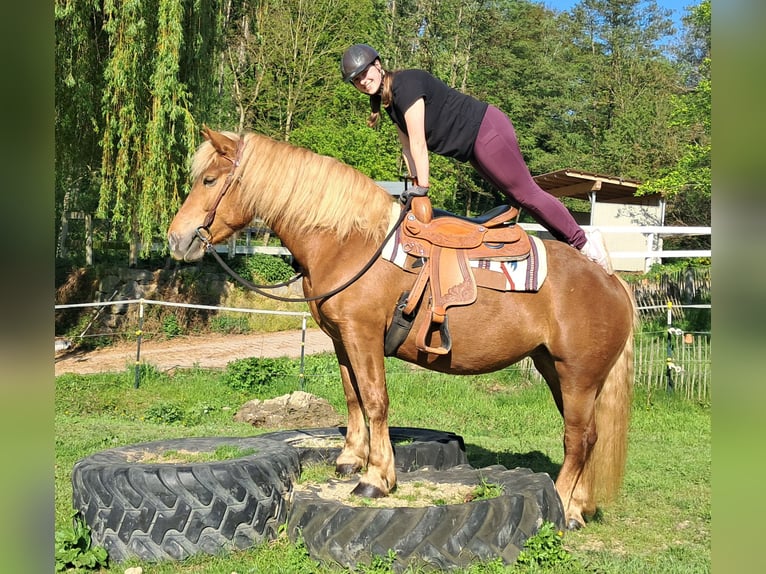 Noriker Stute 4 Jahre 155 cm Fuchs in Bayerbach